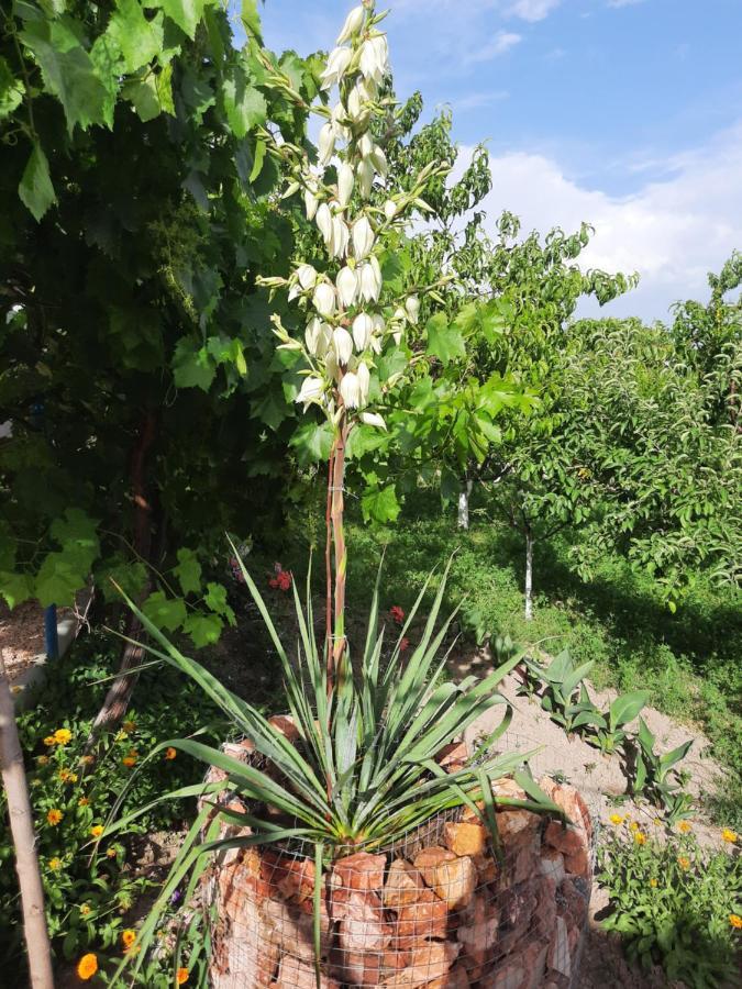Ararat B&B Chʼiva 外观 照片